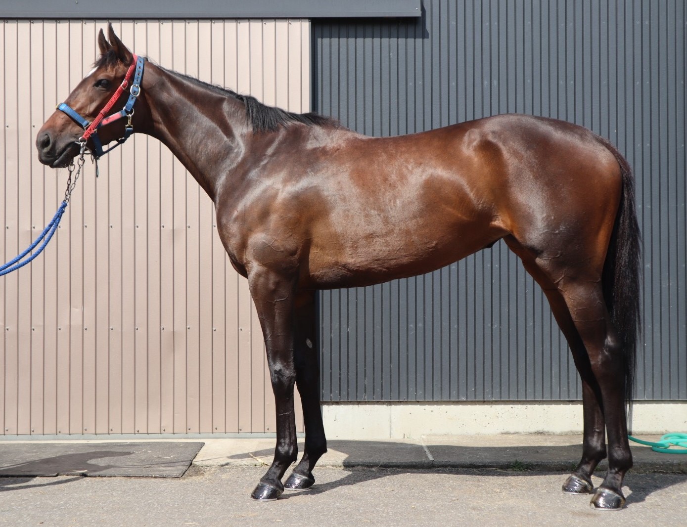 ジラソーレ Girasole 牝 3歳 ※中央競馬 登録抹消 | サラブレッド