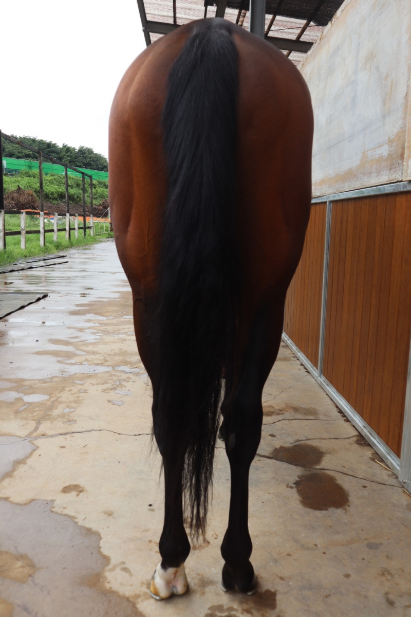 ヴェールトゥマラン Verte Marin 牡 3歳 ※中央競馬 登録抹消