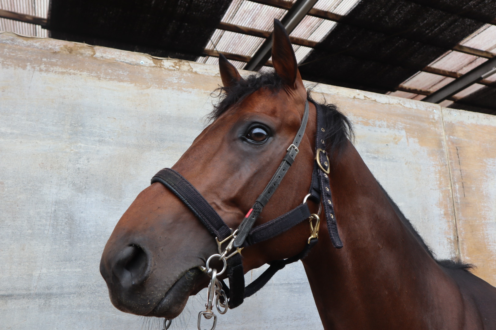 ヴェールトゥマラン Verte Marin 牡 3歳 ※中央競馬 登録抹消