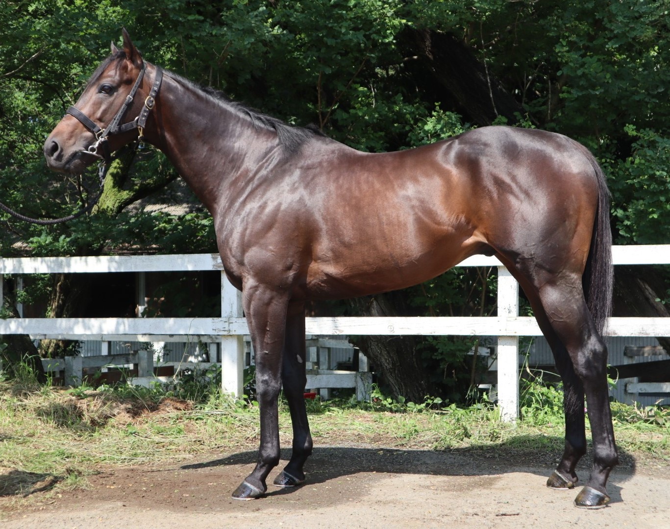 イカロス Icarus 牡 4歳 ※中央競馬 登録抹消 | サラブレッド