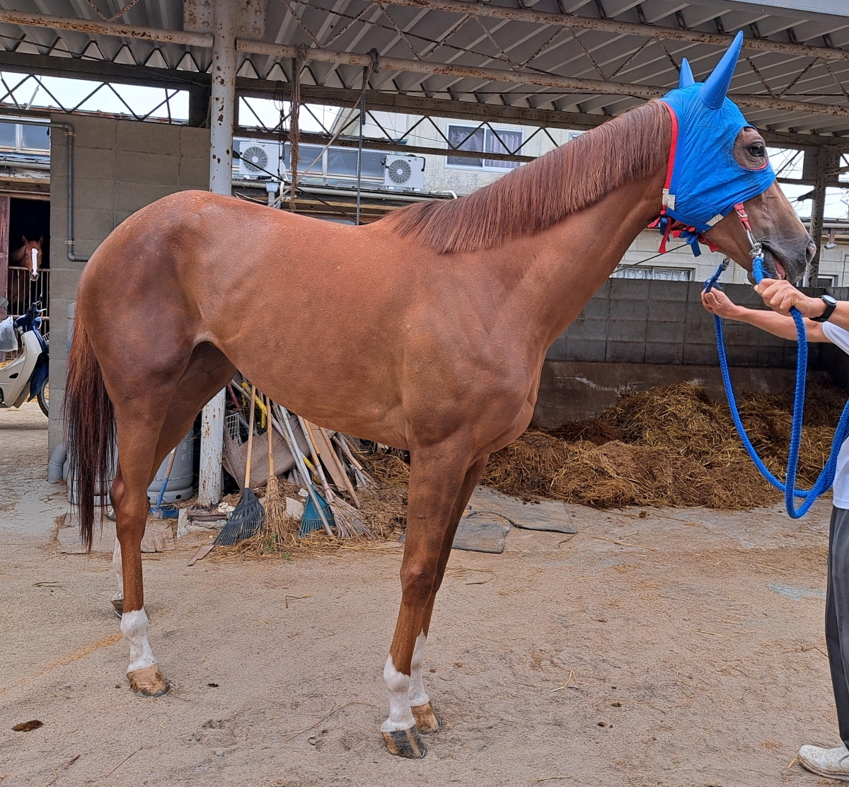 ビーガール　B Girl　　牝　４歳　　※地方競馬　在籍_main1