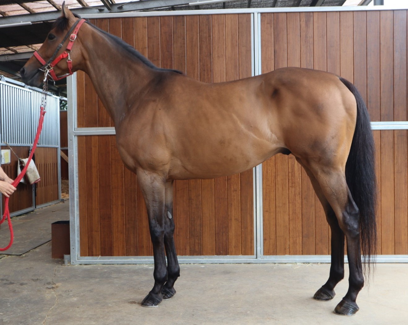 モンストルオーソ　Monstruoso　　セン　６歳　　※地方競馬　在籍_main1