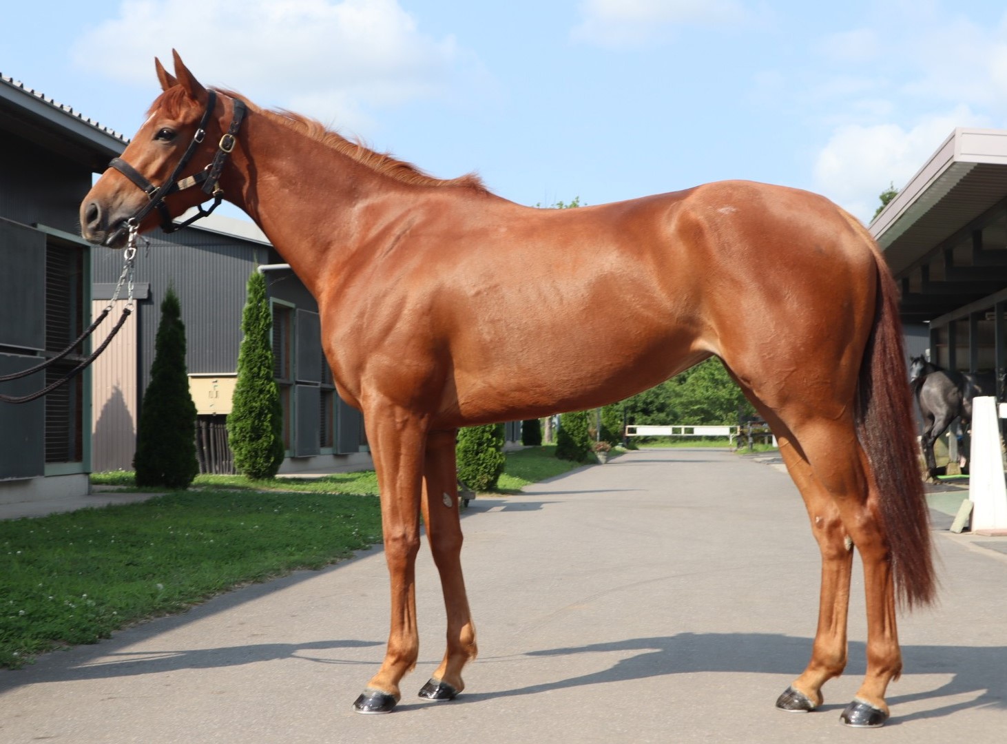 アンジュアムール Ange Amour 牝 3歳 ※中央競馬 登録抹消