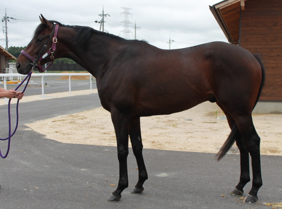 ミツルスピード Mitsuru Speed 牡 ３歳 ※中央競馬 登録抹消