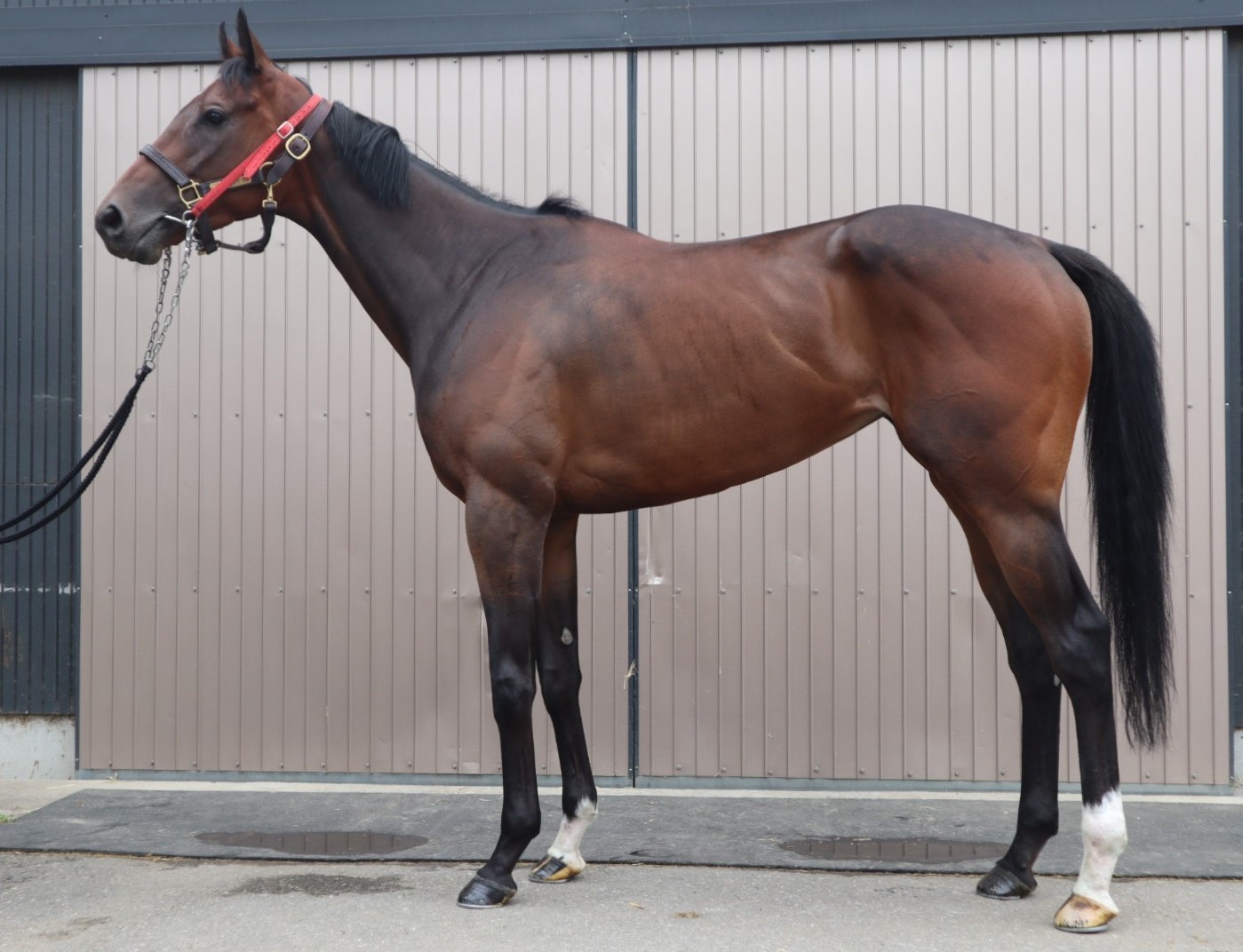ラプンタ La Punta 牝 3歳 ※中央競馬 登録抹消 | サラブレッド