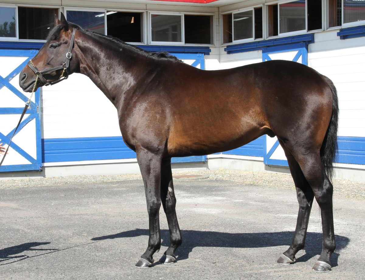 4024人気ですお勧め品 イギリス発行バレエ4種揃 4024人気ですお