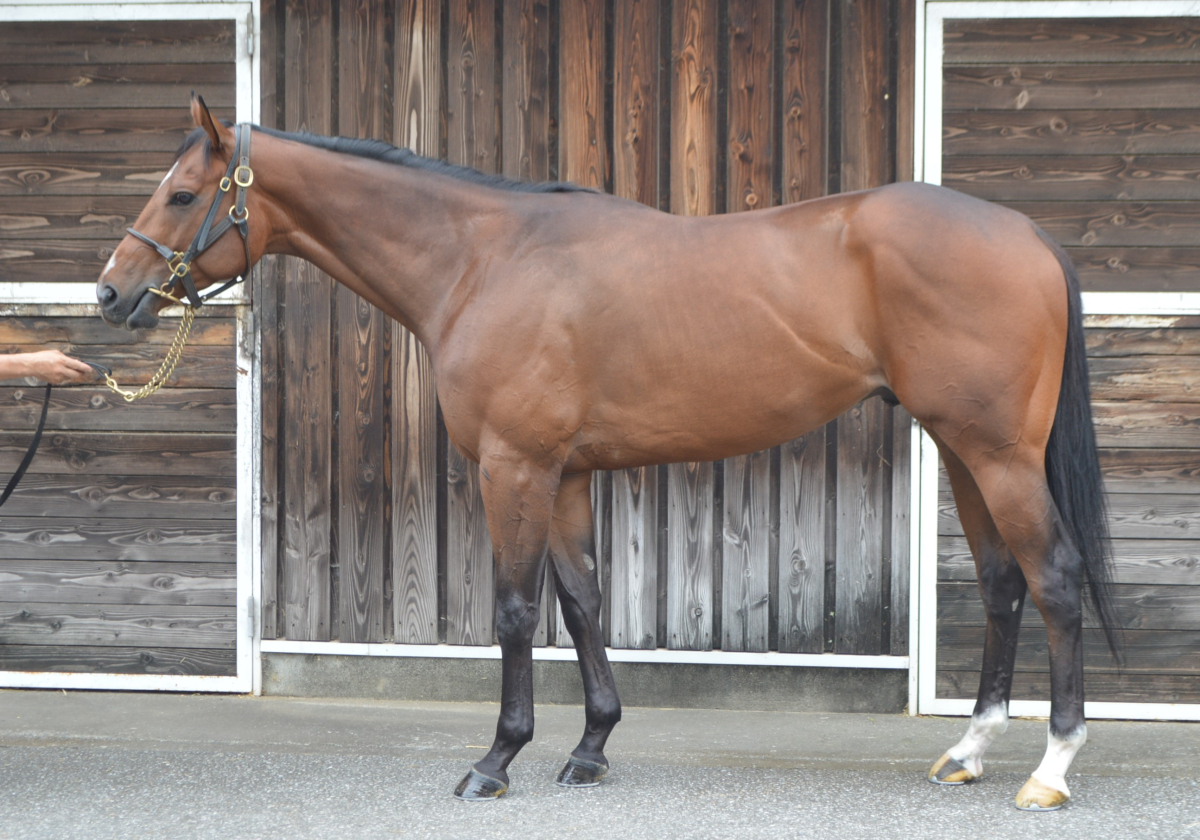 アースプレイズ 牡3歳 ※中央競馬登録抹消（未出走） | サラブレッド