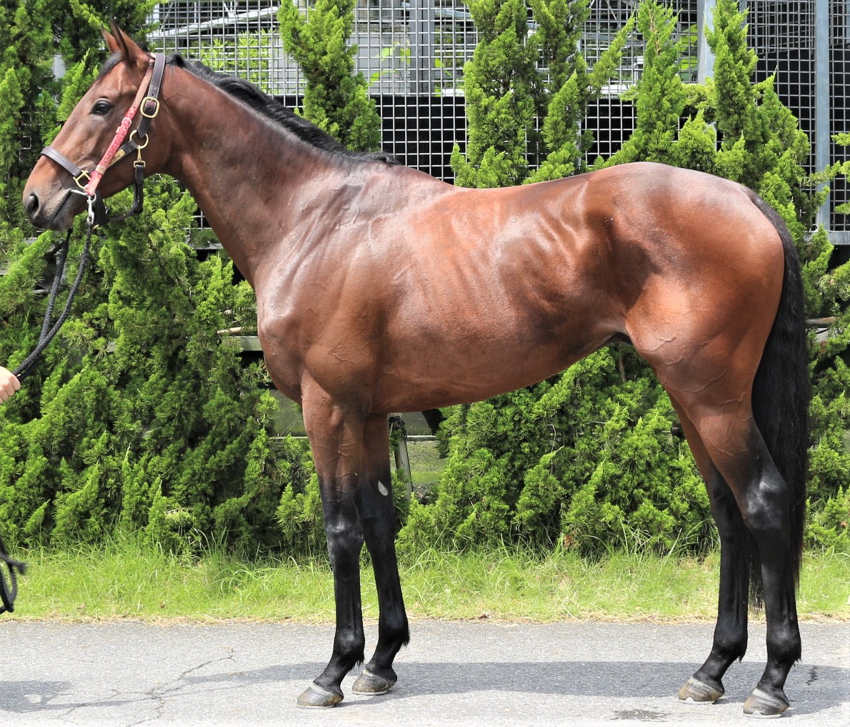 ギャングスター 牡3歳 ※中央競馬登録抹消 | サラブレッド ギャングスター 牡3歳 ※中央競馬登録抹消 | サラブレッド
