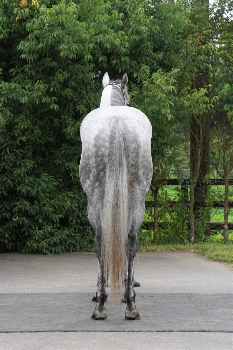 アウトパフォーム(GB) セン4歳 ※中央競馬登録抹消