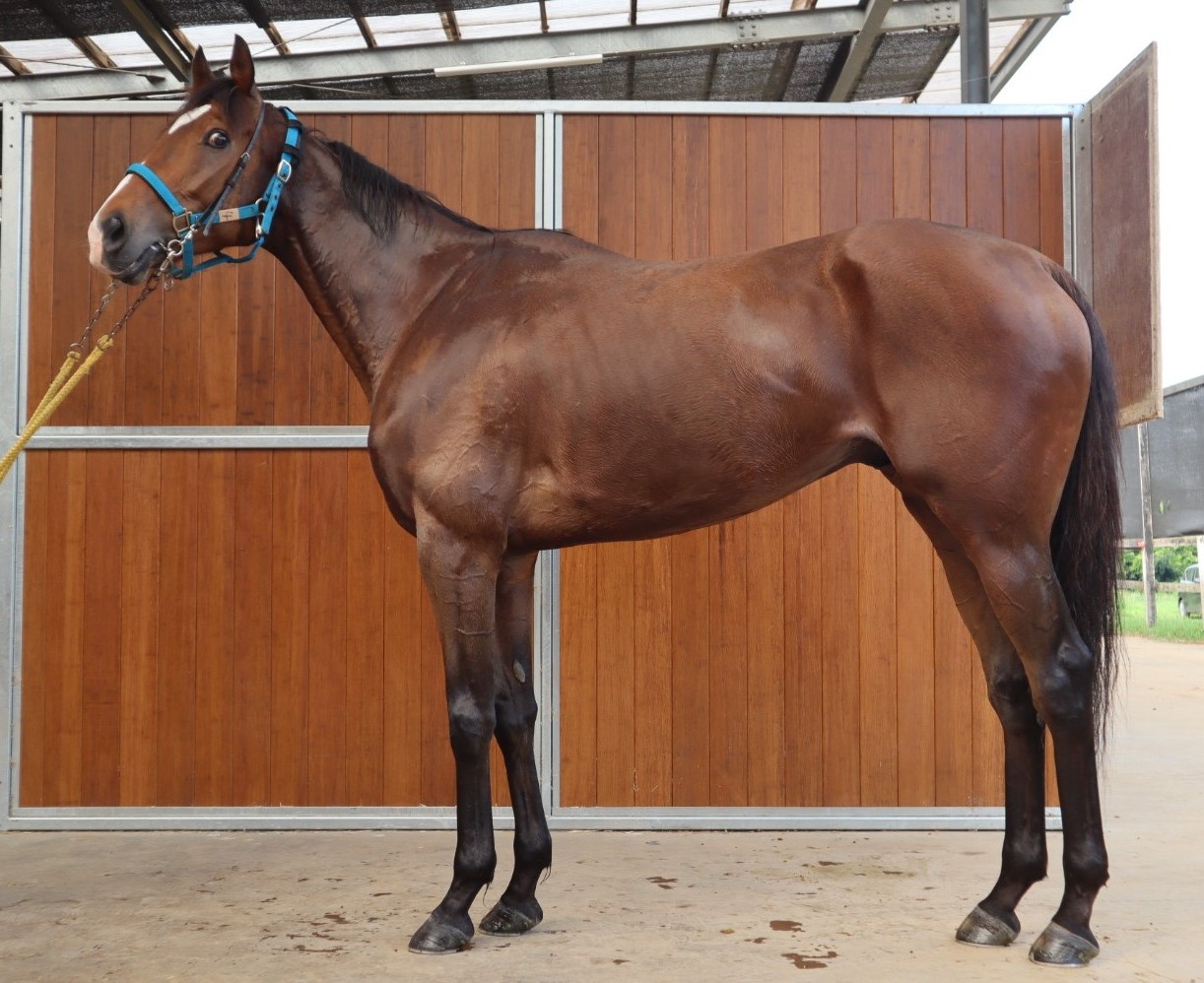 シントートラノスケ セン５歳 ※地方競馬在籍 | サラブレッドオークション