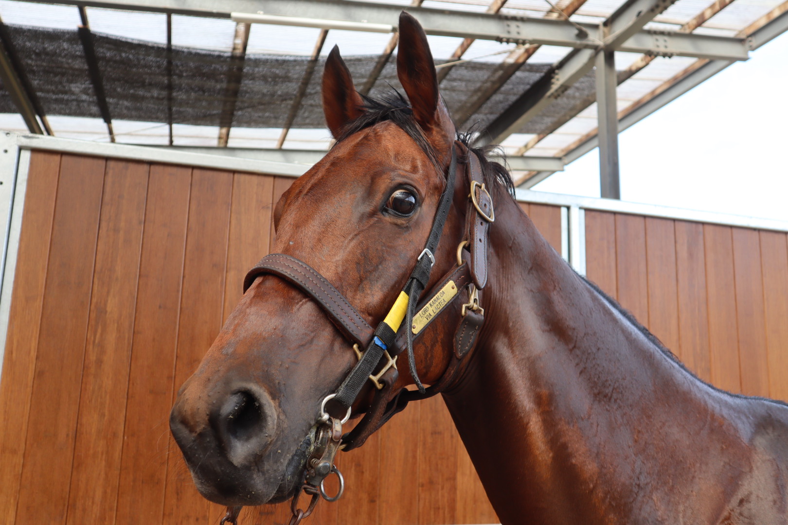 ダズリン 牝7歳 ※地方競馬在籍 | サラブレッドオークション