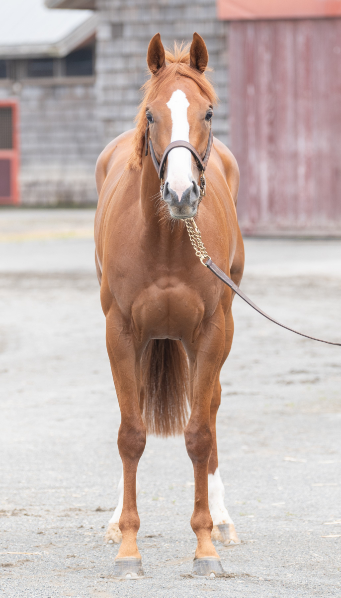 ブロードイメル セン3歳 ※中央競馬 登録抹消 | サラブレッド ブロードイメル セン3歳 ※中央競馬 登録抹消 | サラブレッド