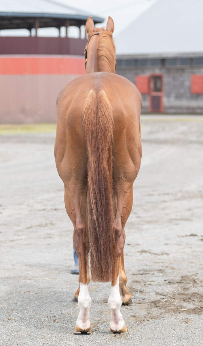 ブロードイメル セン3歳 ※中央競馬 登録抹消 | サラブレッド ブロードイメル セン3歳 ※中央競馬 登録抹消 | サラブレッド