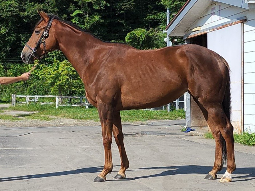 ホウオウハイエスト　　牝５歳　　※中央競馬　登録抹消_main1