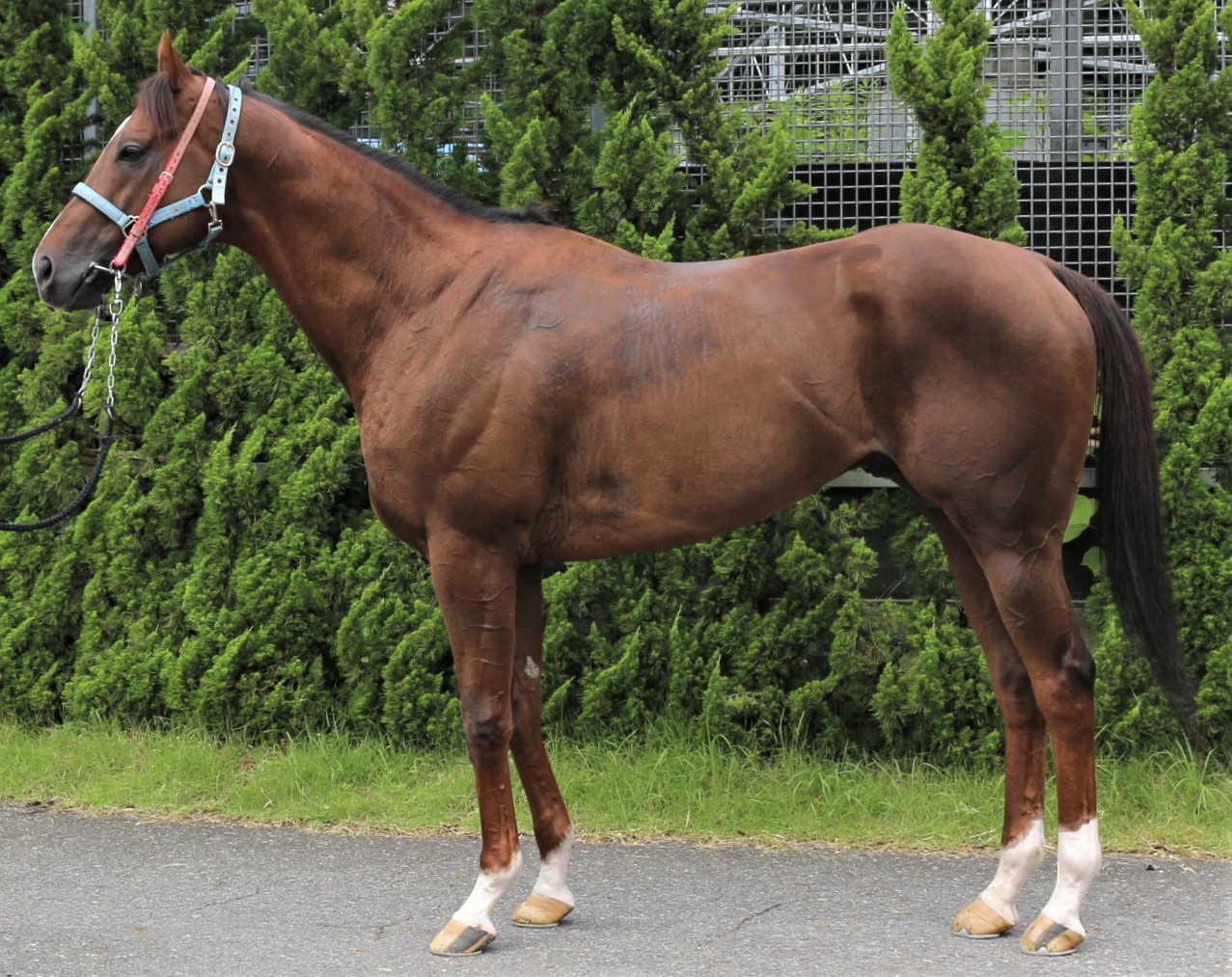 ワイドカント 牡6歳 ※中央競馬 登録抹消 | サラブレッド