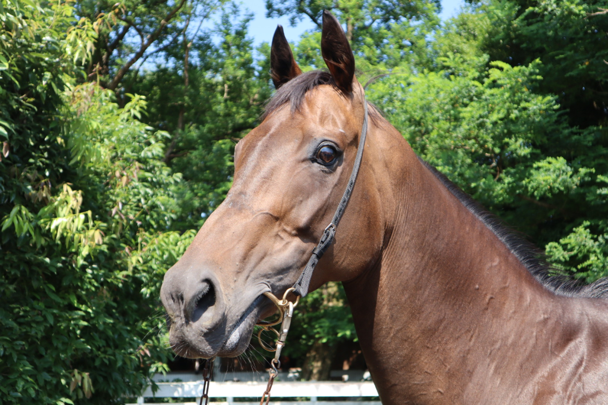 モンサンラファータ 牝７歳 ※地方競馬 在籍 | サラブレッドオークション