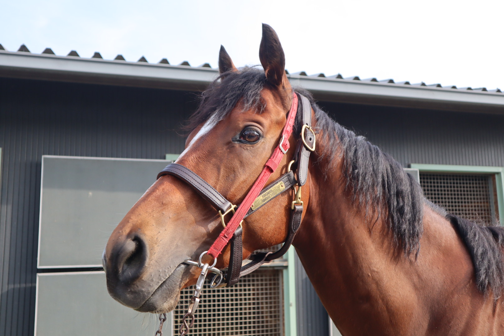 ウインスコーグ Win Skog 牡 4歳 ※地方競馬 在籍