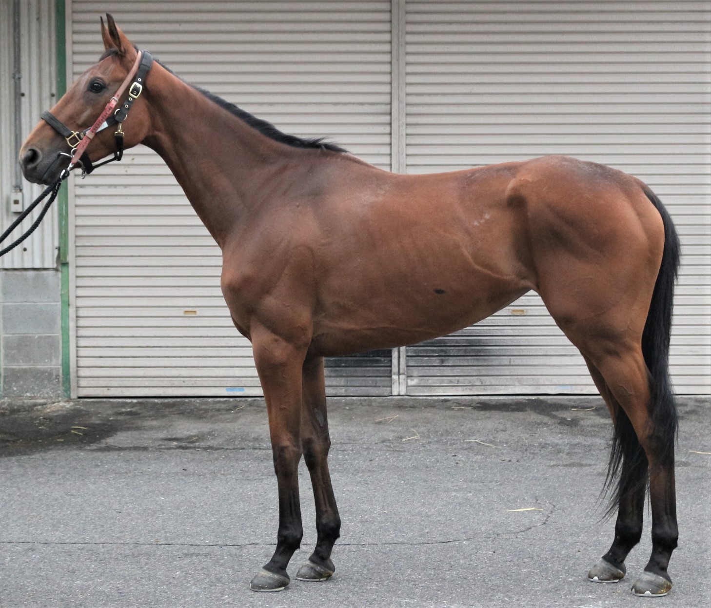 シラーヴァイン 牝３歳 ※中央競馬 登録抹消 | サラブレッドオークション