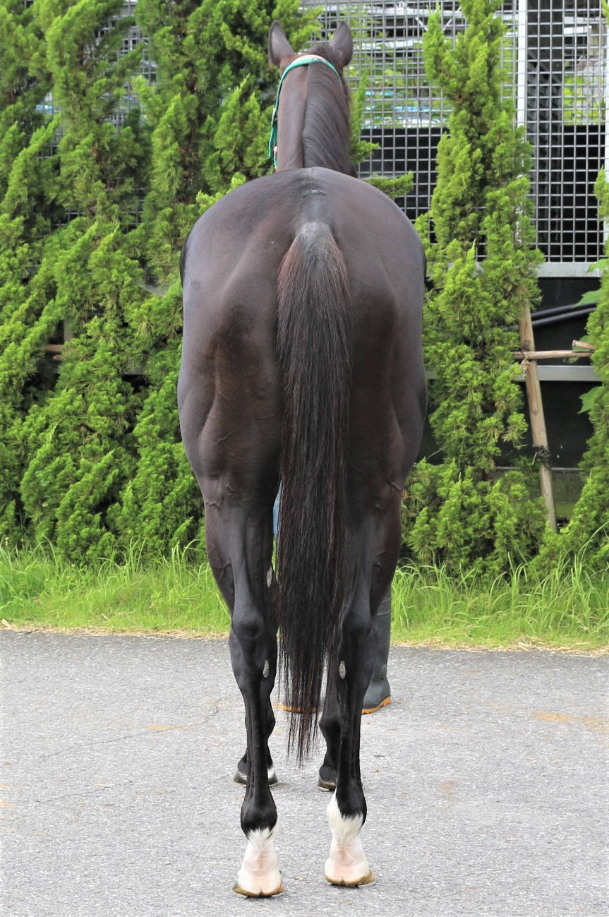 競馬資料バラ10冊まとめて アシセバイラ 牝3歳 ※中央競馬 登録抹消 | サラブレッド