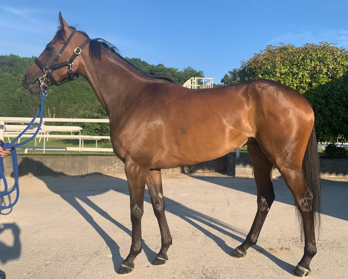 カロッテフリオーソ　　牝３歳　　※中央競馬　登録抹消_main1