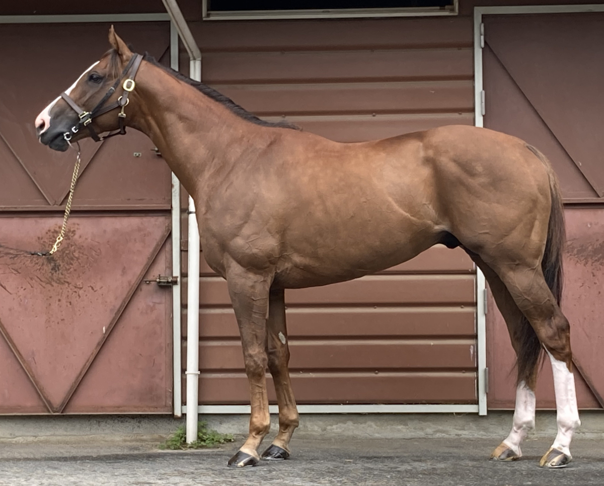 サンダップルド 牡４歳 ※中央競馬 登録抹消 | サラブレッドオークション