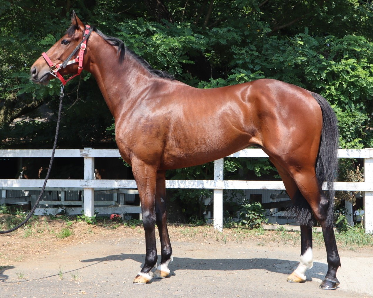 インワンシティング　　セン５歳　　※中央競馬　登録抹消_main1