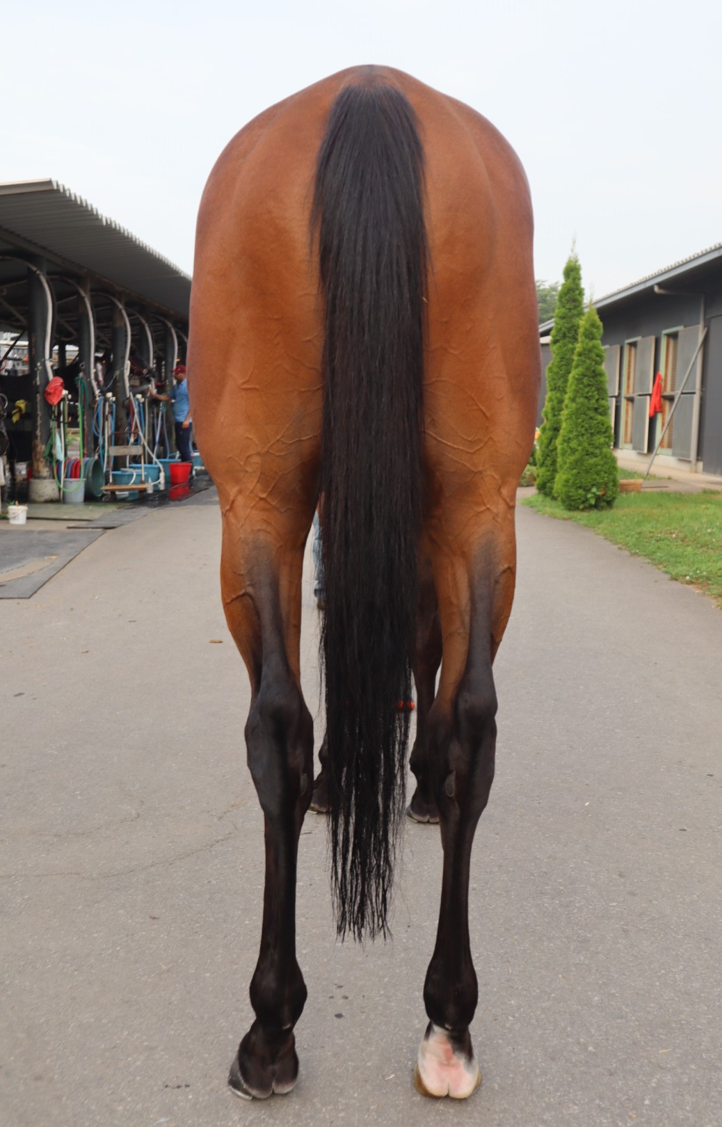ボンウィークエンド セン3歳 ※地方競馬 在籍 | サラブレッド