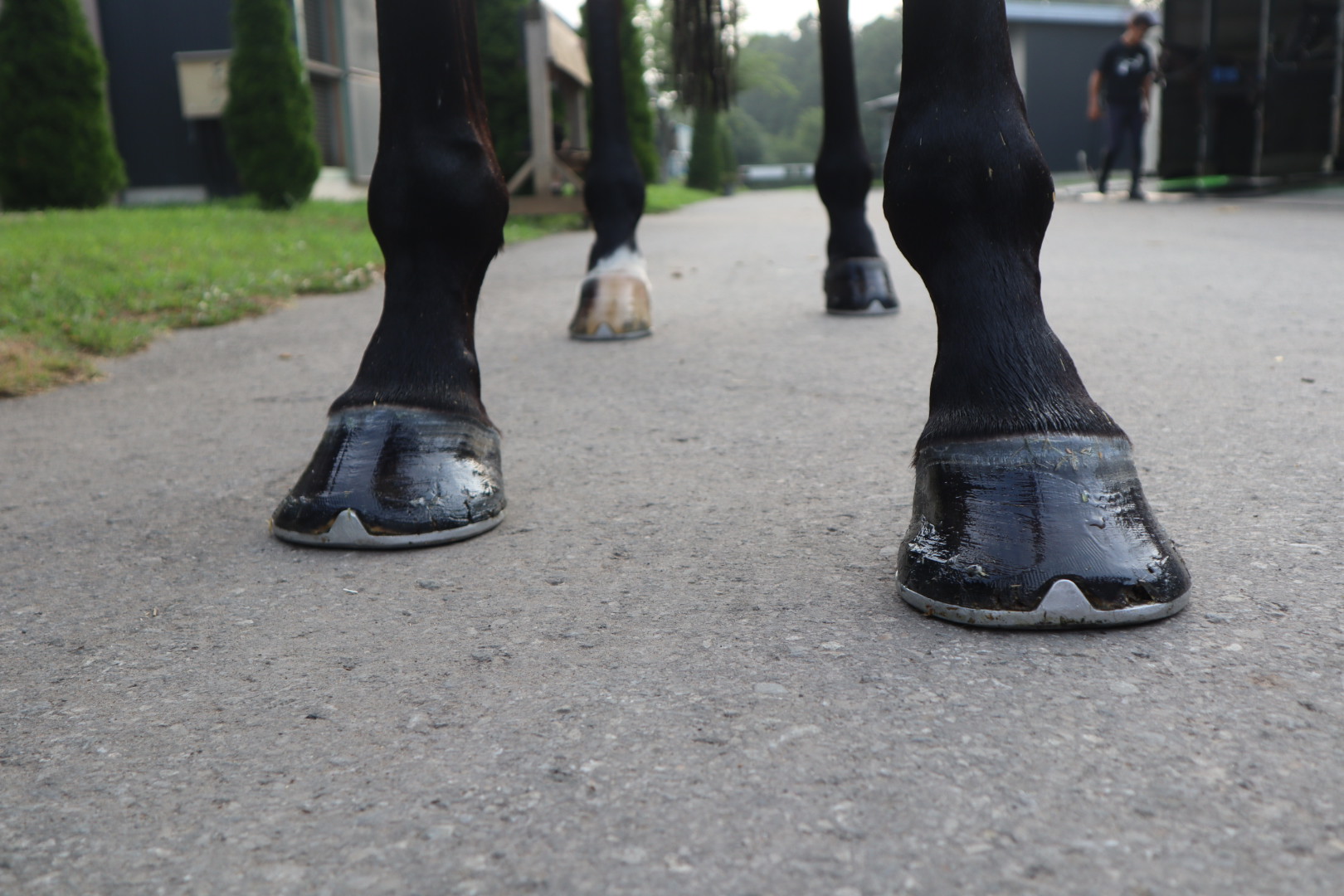 テトラルキア セン8歳 ※中央競馬 登録抹消 | サラブレッド テトラルキア セン8歳 ※中央競馬 登録抹消 | サラブレッド