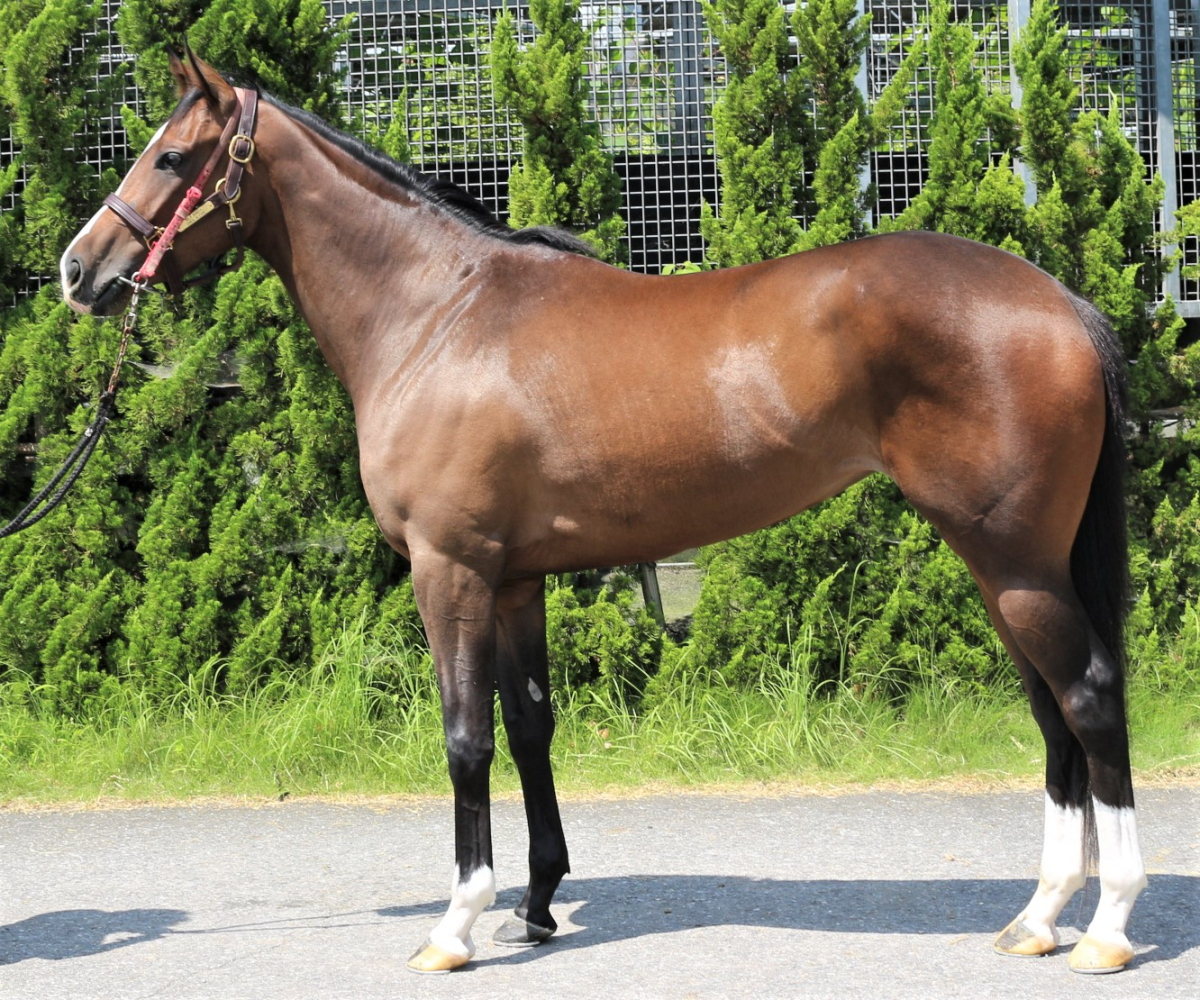 カゼノオト 牝３歳 ※中央競馬 登録抹消 | サラブレッドオークション