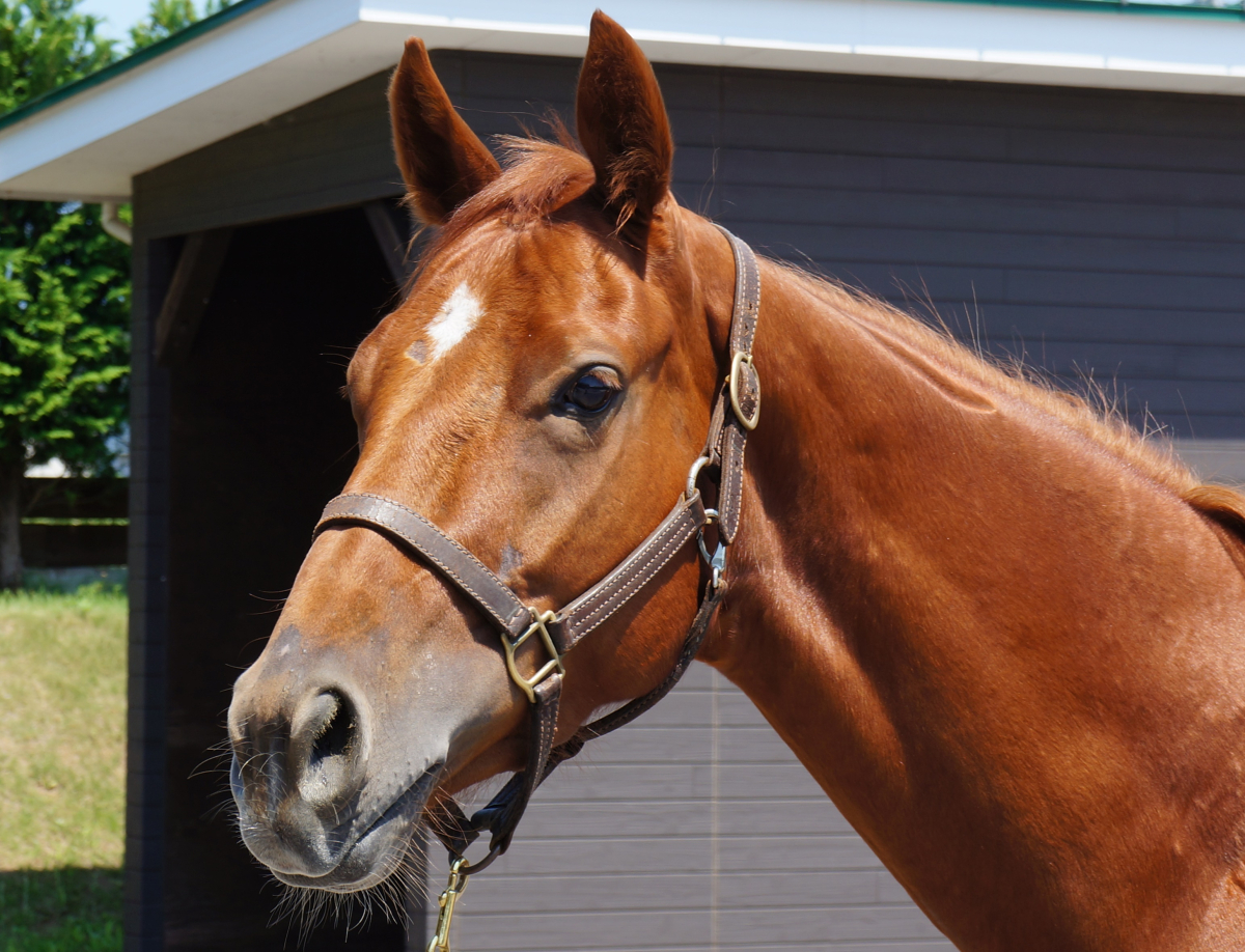 クリノオーサム 牝3歳 ※中央競馬 登録抹消 （未出走の3歳馬
