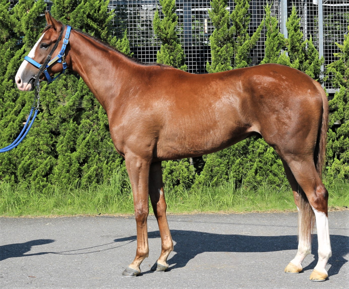 JRA　競馬　’91世界最強3歳馬アラジ号　写真（額入り） バラージファイア セン3歳 ※中央競馬 登録抹消 | サラブレッド
