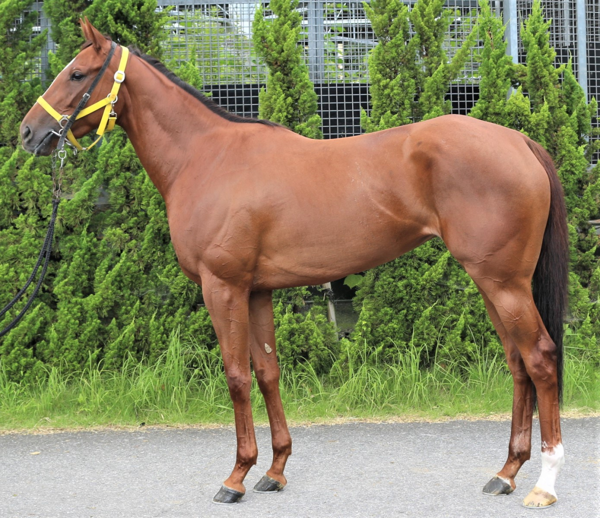 エメラダ　　牝３歳　　※中央競馬　登録抹消_main1
