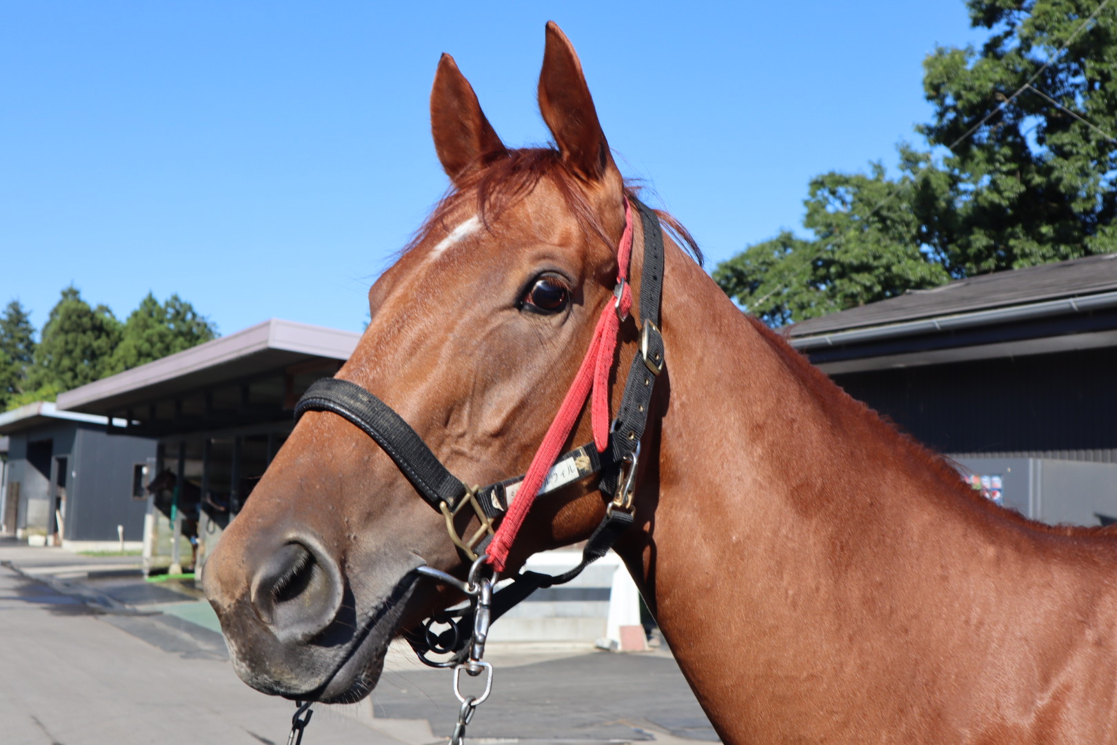 ジェネラス　種牡馬　頭絡プレート　競馬 革頭絡キーホルダー オルフェーヴル - 競馬グッズの通販サイト