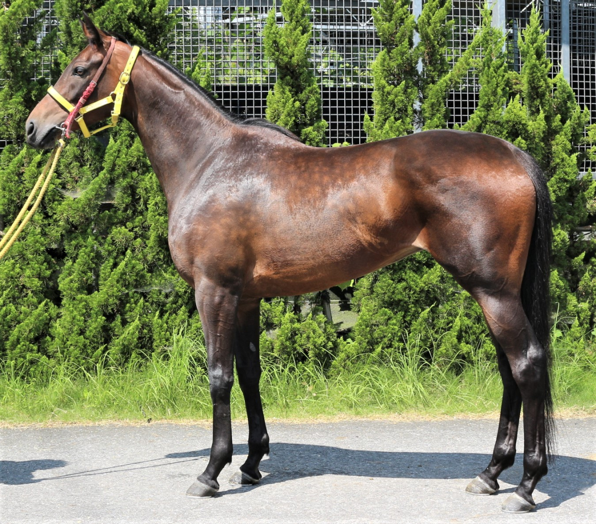 グランデレジーナ 牝4歳 ※中央競馬 登録抹消 | サラブレッド