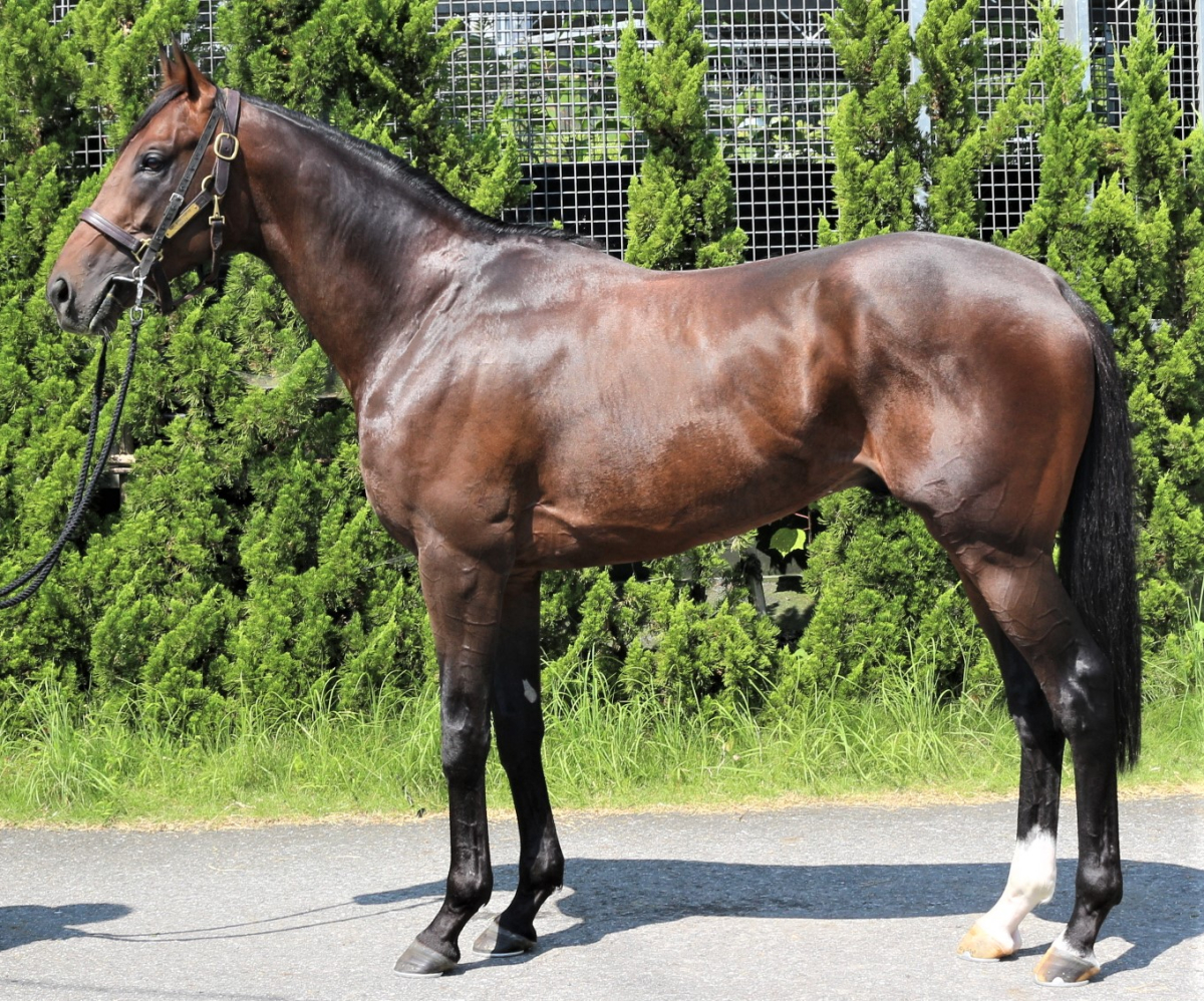 トリプルスリル 牡４歳 ※中央競馬 登録抹消 | サラブレッドオークション