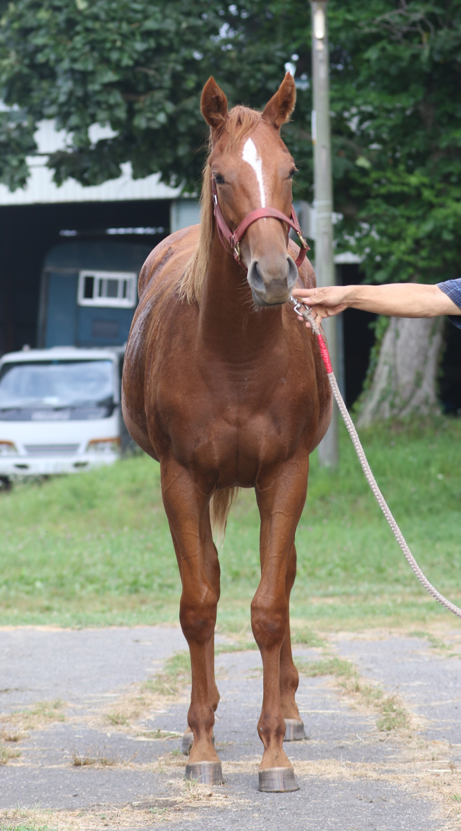 シゲルゴホウサイの22 牝1歳 ※育成馬 | サラブレッドオークション