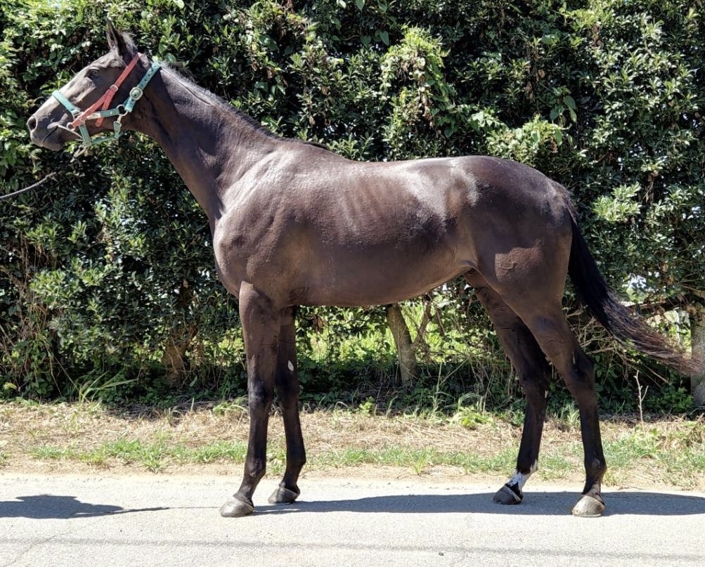 アーチェリー 牝2歳 ※中央競馬 登録抹消（未出走