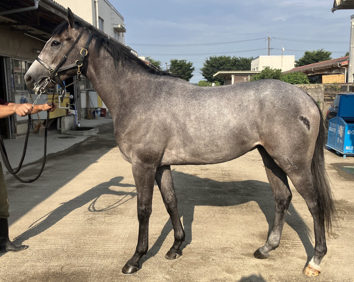 ハイエロファント セン2歳 ※中央競馬 登録抹消（未出走