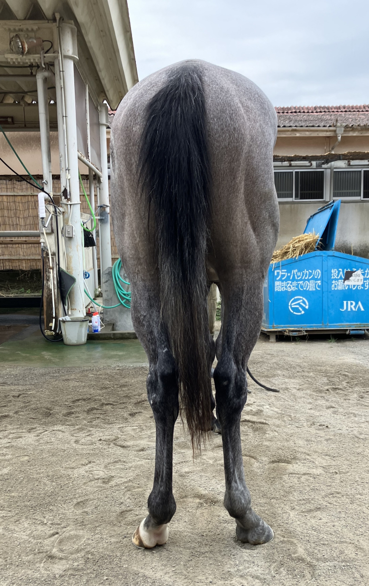 ハイエロファント セン2歳 ※中央競馬 登録抹消(未出走 ハイエロファント セン2歳 ※中央競馬 登録抹消(未出走