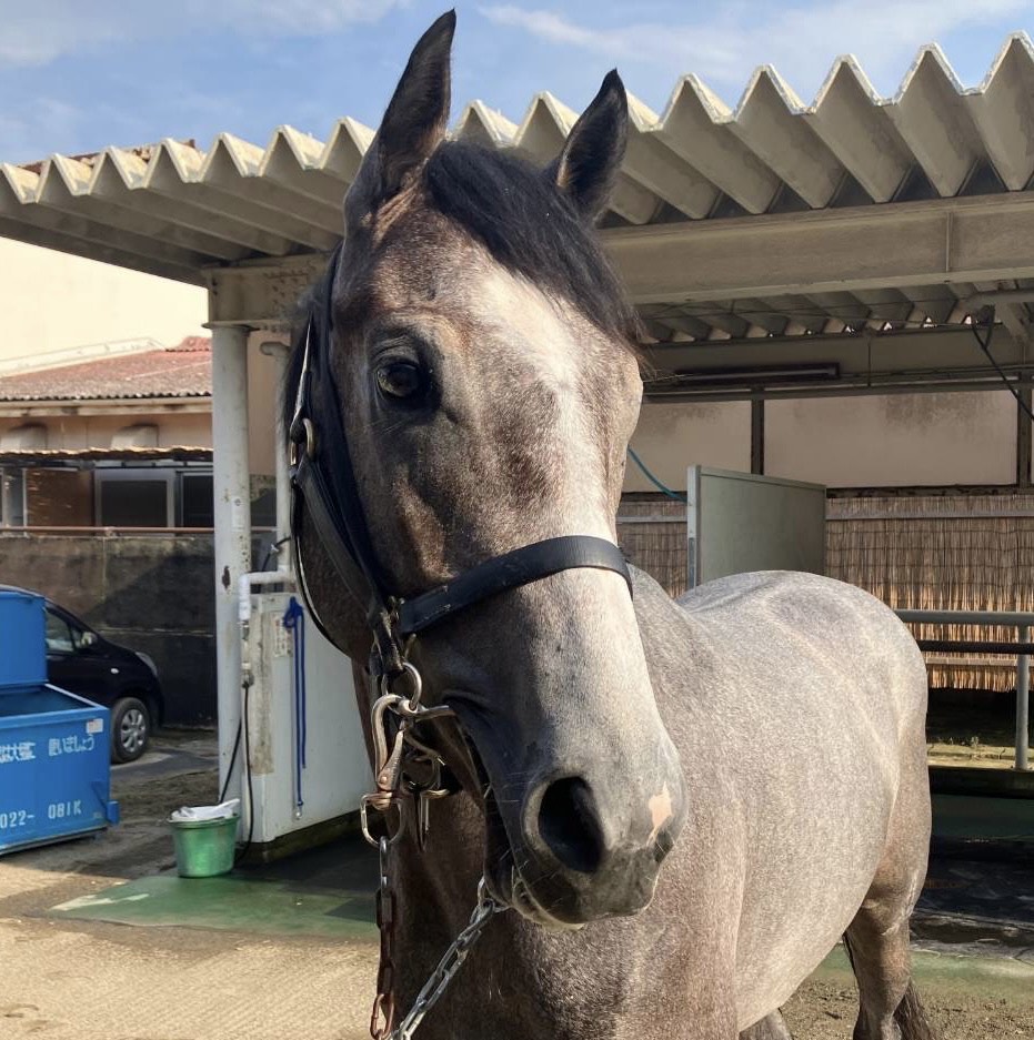 ハイエロファント セン2歳 ※中央競馬 登録抹消(未出走 ハイエロファント セン2歳 ※中央競馬 登録抹消(未出走