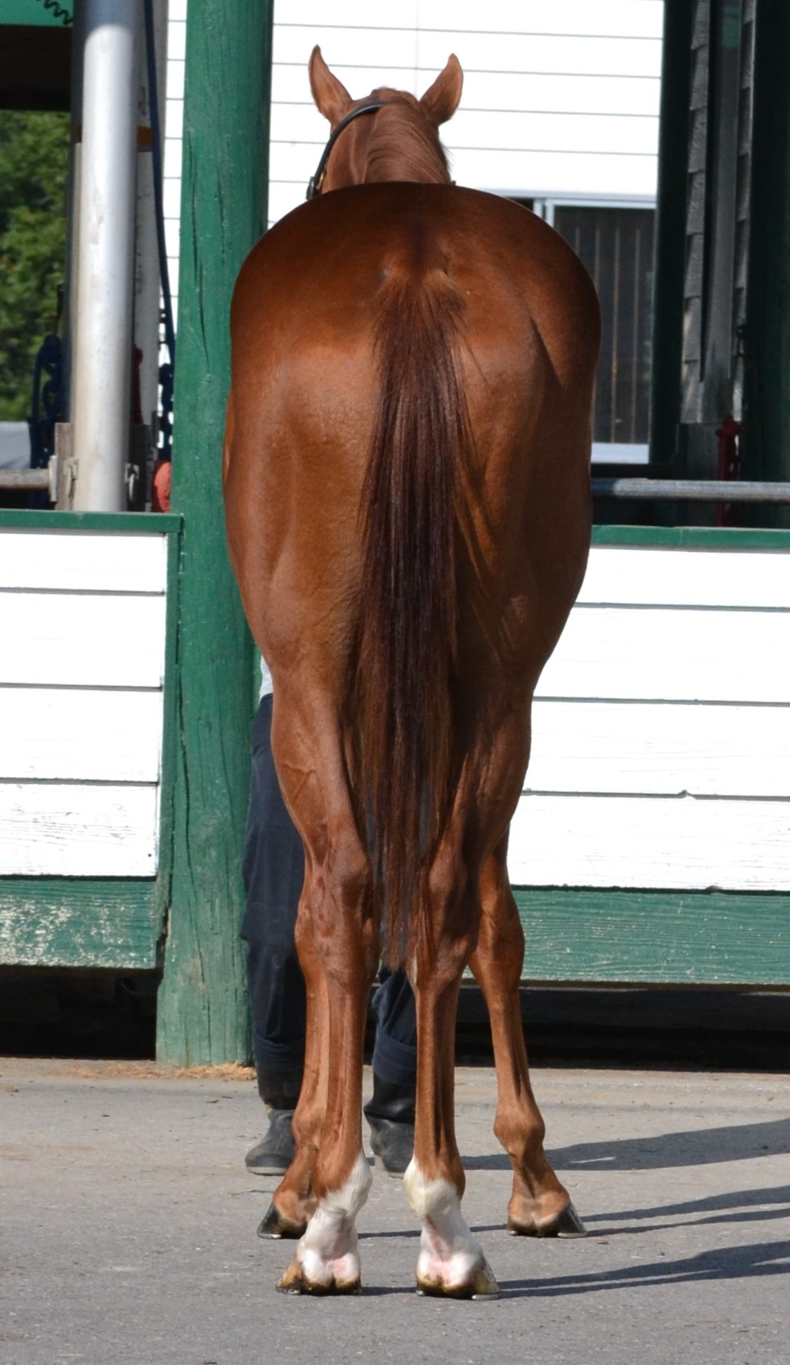 タケシ 牡2歳 ※中央競馬 登録抹消 | サラブレッドオークション タケシ 牡2歳 ※中央競馬 登録抹消 | サラブレッドオークション