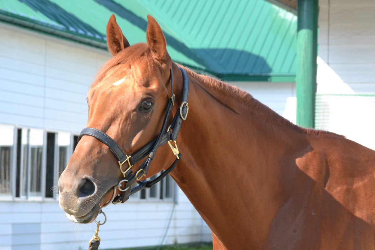 タケシ 牡2歳 ※中央競馬 登録抹消 | サラブレッドオークション タケシ 牡2歳 ※中央競馬 登録抹消 | サラブレッドオークション