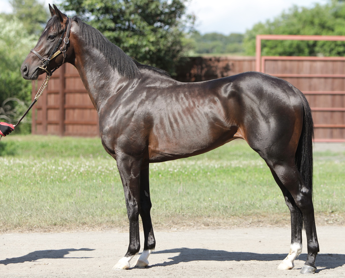 ビヨンドザバラード 牡3歳 ※中央競馬 登録抹消 | サラブレッド
