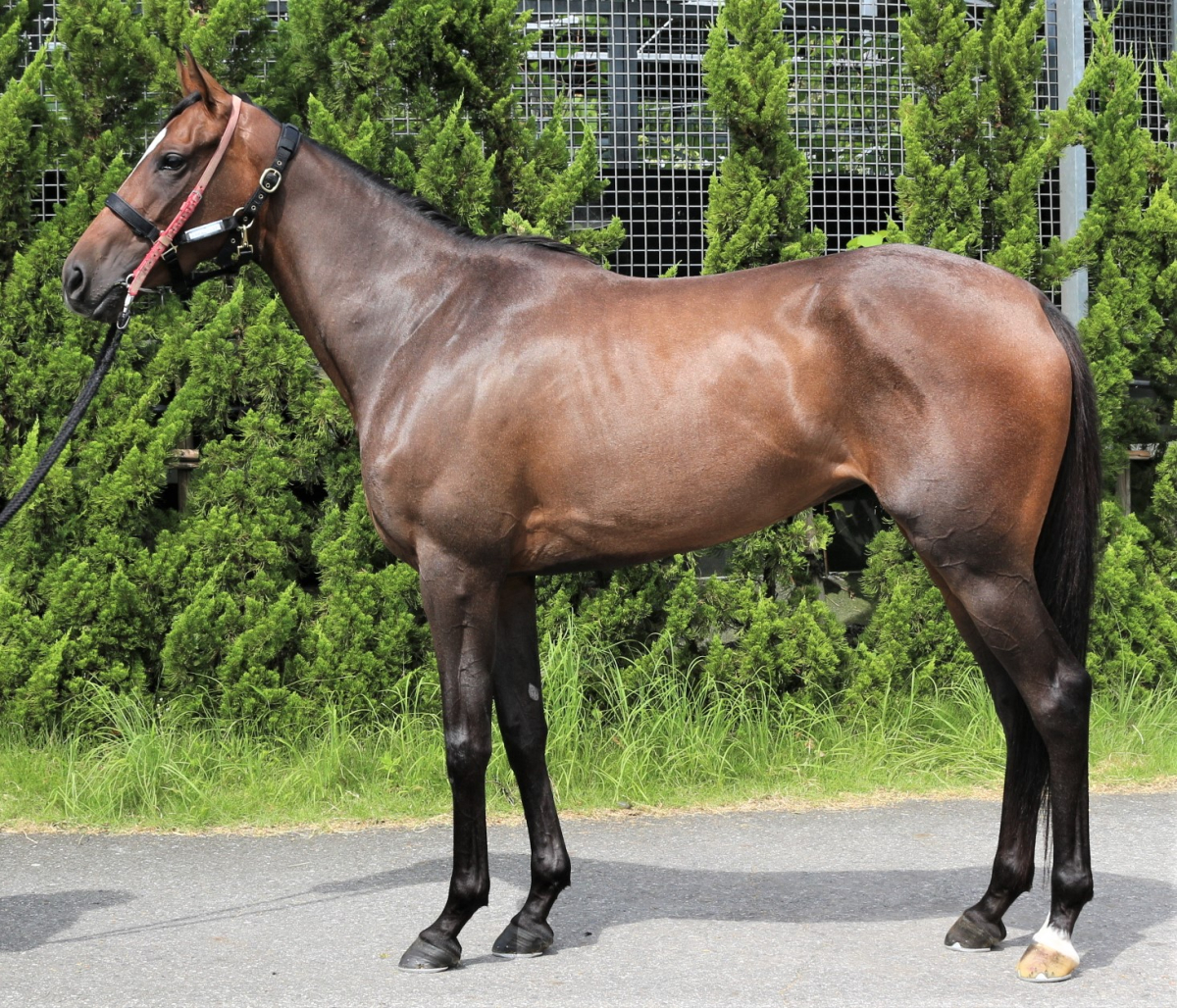 ふるさと納税 スポニチ 競馬欄 2006年 一年分 年度代表馬 ディープ