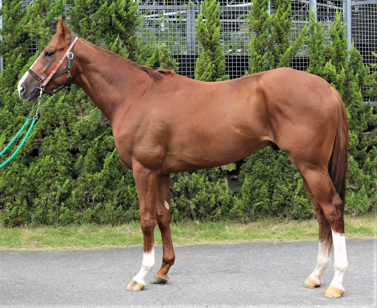 ホシノスナ(IRE) 牡3歳 ※中央競馬 登録抹消 | サラブレッドオークション