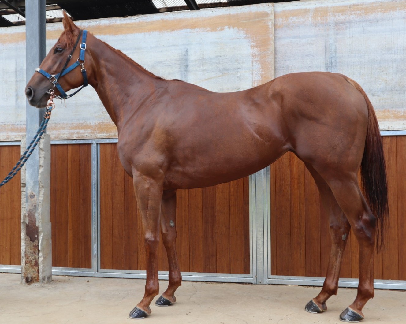 アルマセラフ　　牝３歳　　※中央競馬　登録抹消_main1
