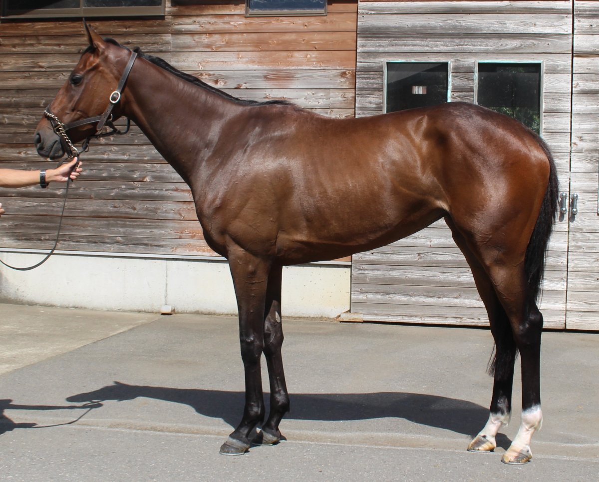 中古】 競馬に勝つためのお作法86/朝日ソノラマ/競馬サークル