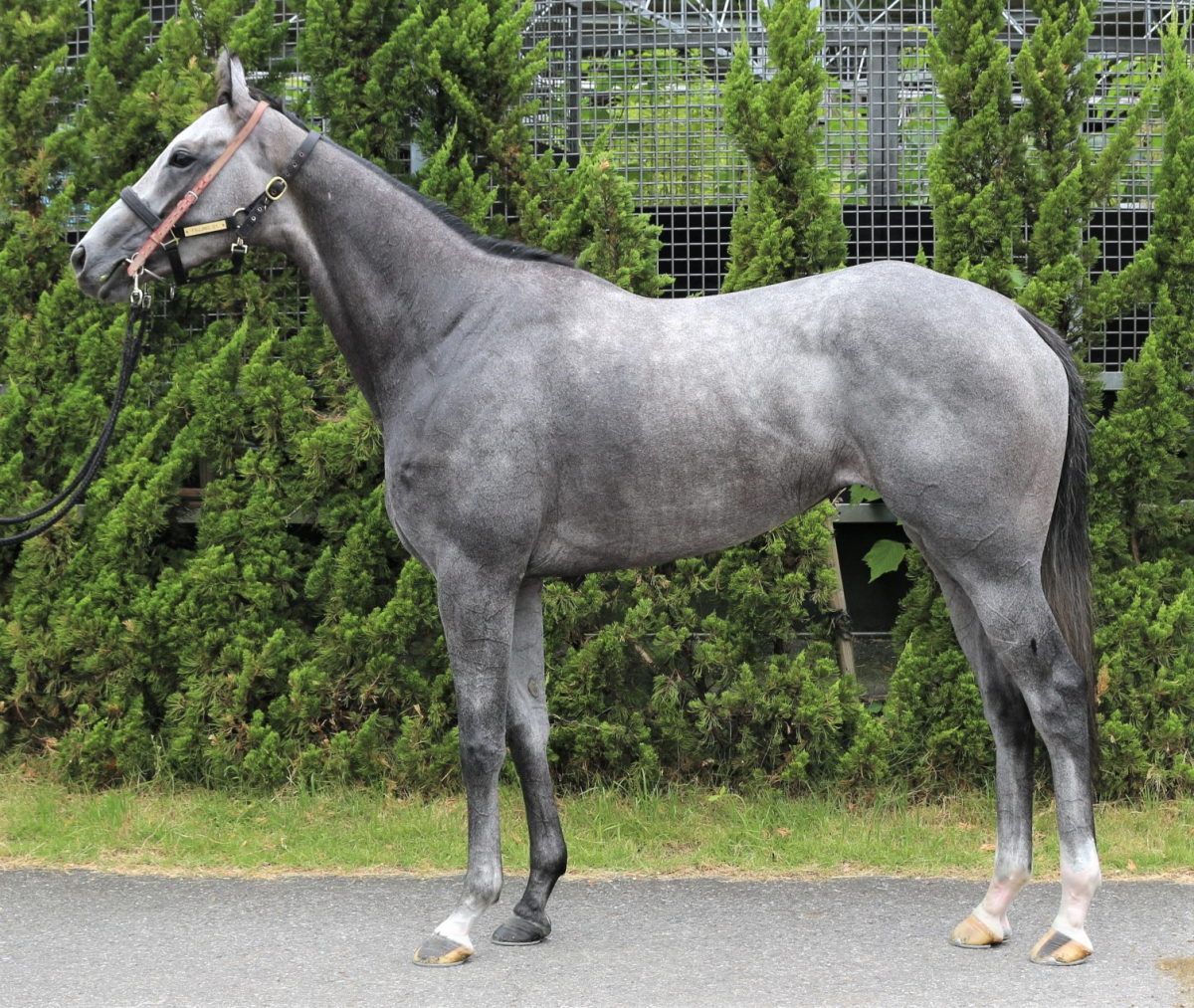 優駿牝馬 - Wikipedia