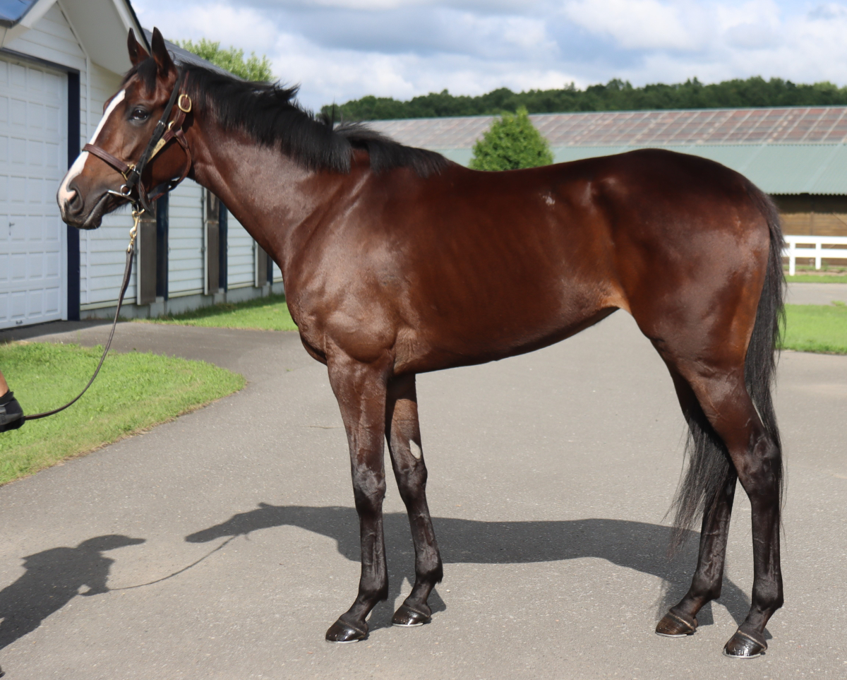 シンギュラチャーム 牝３歳 ※中央競馬 登録抹消 | サラブレッド