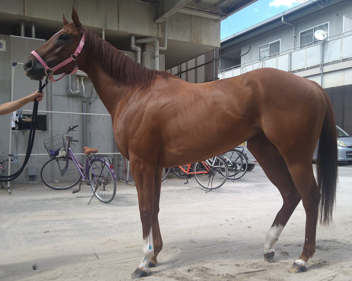 ココシルフィード 牝4歳 ※地方競馬 在籍 | サラブレッド